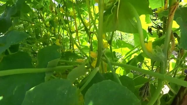 СРОЧНО ОГУРЦАМ В АВГУСТЕ. Быстро спас огурцы от пожелтения! Простое средство для огурцов смотреть онлайн