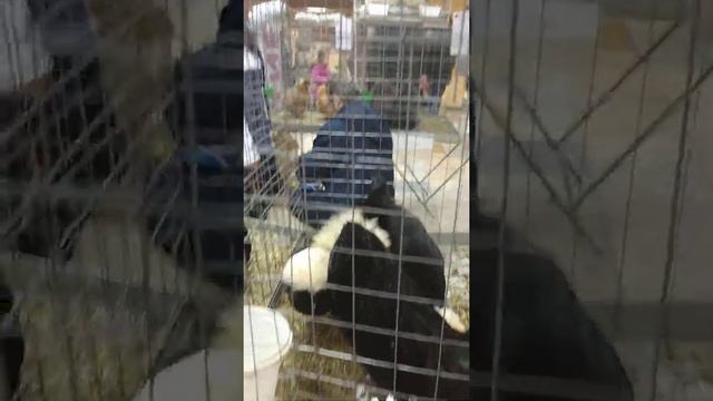 Куры породы Голландская белохохлая и Джейсерский гигант. Выставка Гордость России 2020 г. Мытищи смотреть онлайн