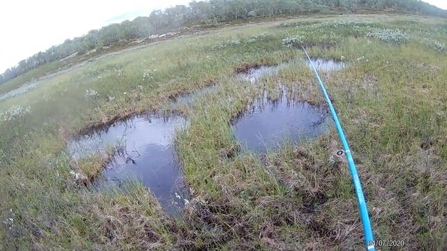 Форель! Ловля форели пеструшки на маленьком ручье,как цветет морошка,тундра..Pied trout fishing смотреть онлайн