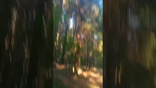 Иеромонах Роман. Тихий вечер. смотреть онлайн