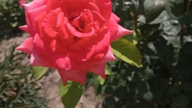 цветы у бабушки в саду! ???????????☘️??☀️ смотреть онлайн