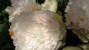 Пион Анатолий Скакодуб