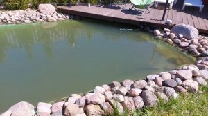 НЕДЕЛЯ после установки УФ ЛАМПЫ в пруд
