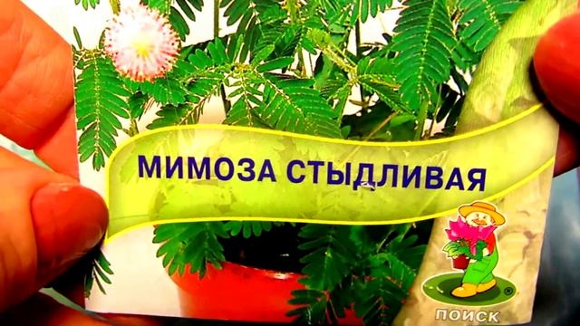 Мимоза стыдливая - НЕДОТРОГА смотреть онлайн