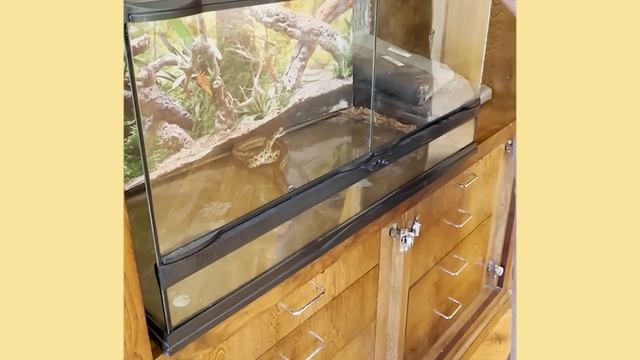 I always wanted to be Steve Irwin when I was a kid | The Asher House смотреть онлайн