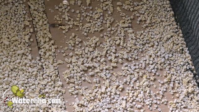 Экономичный корм для рыб Приготовление корма для рыб в домашних условиях на экструдере смотреть онлайн