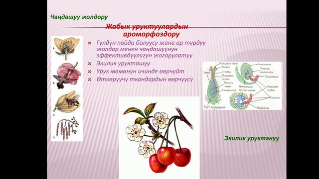 МЕЗОЗОЙ ЖАНА КАЙНОЗОЙДО ТИРИЧИЛИКТИН ӨӨРЧҮШҮ / ЖУНУСАЛИЕВА ЭЛИЗА