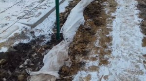 Как укрыть виноград на зиму. Проверенный способ