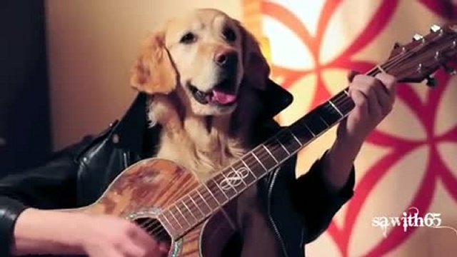Собака, как человек! Играет на гитаре! (Ginger Unplugged) смотреть онлайн