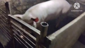 Кормление супоросных и лактирующий свиноматок.