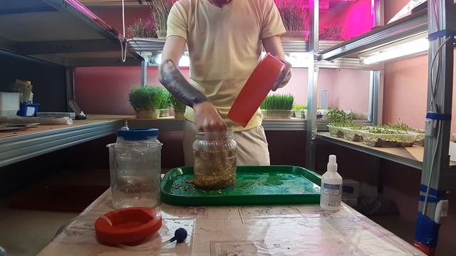 Как вырастить Витграсс (Пшеница) смотреть онлайн