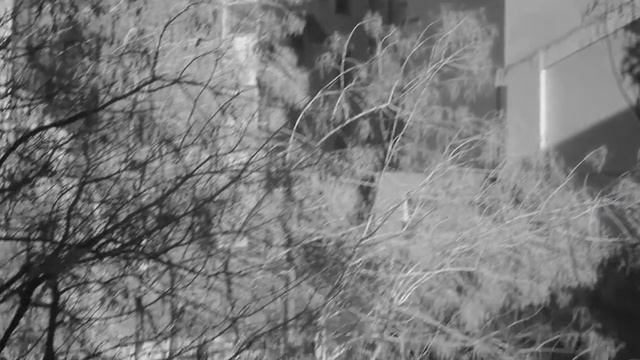 850nm Infrared Converted Canon 1100D T3 X50  55-250 Lens Test