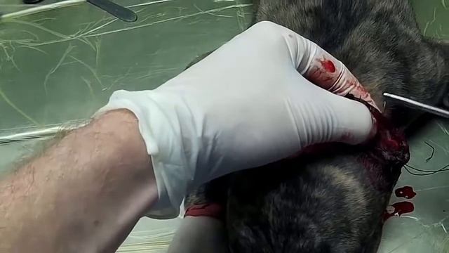 Купирование ушей пит и аст смотреть онлайн