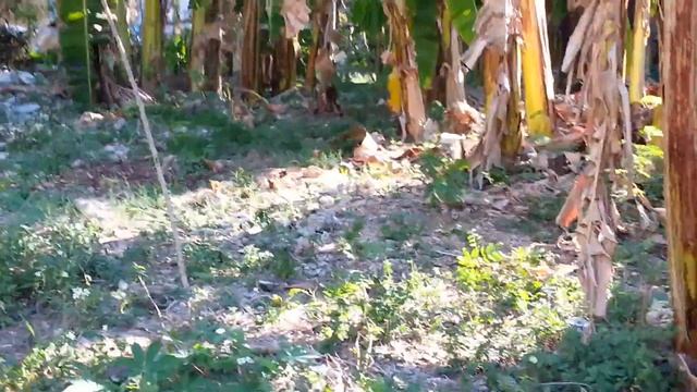 Philippines banana warfare смотреть онлайн