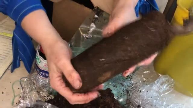 Распаковка посылки из питомника "МАГИЯ РОЗ" смотреть онлайн