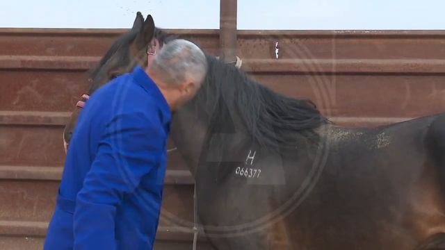 Ветеринар Багыт Дощанов лечит животных уже почти 40 лет смотреть онлайн