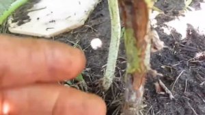 Метод борьбы с галлицей на ремонтантной малине.