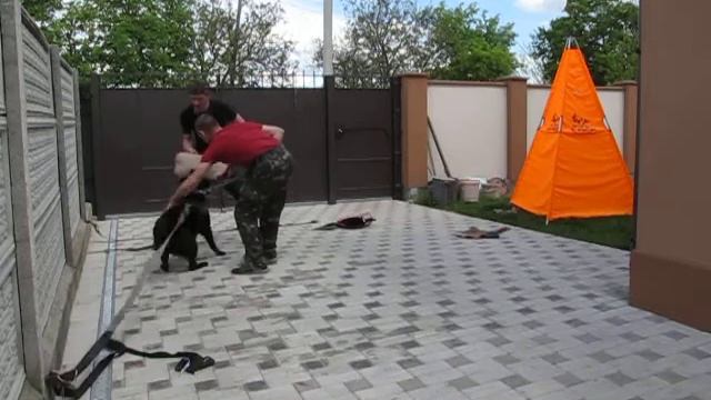 Тренировка на охрану двора немецкой овчарки Шейла смотреть онлайн
