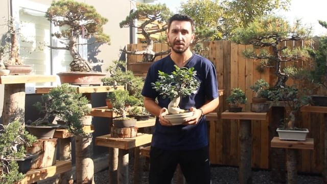 Ficus microcarpa 'Ginseng' Bonsai Bakımı смотреть онлайн