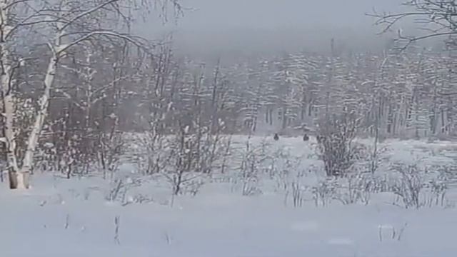 Лучшие моменты с охоты в якутии - Охота в якутии - подборка #4 смотреть онлайн