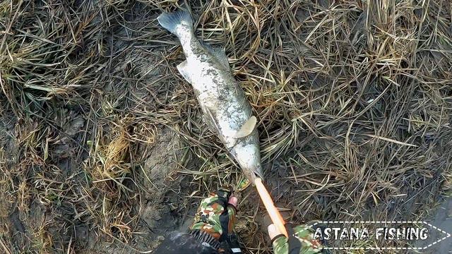 Нура! Судак осенью! Рыбалка в Астане!!! смотреть онлайн