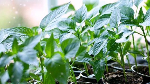 В такой питательной почвосмеси вырастет все, как сделать грунт питательным смотреть онлайн