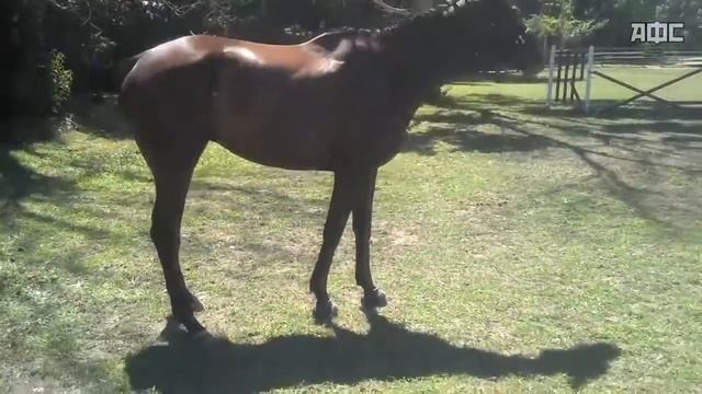 Пророк Самбой = Оводы оводы смотреть онлайн