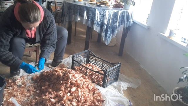 Лук на посадку.???(сорокозубка) Лук на продажу. смотреть онлайн