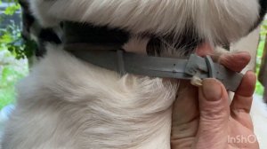 +79157787787.Ошейник от блох/клещей как надеть.Модель Кабачок,САО/алабай по БУЛЬДОЗЕРА,ТОПАЗА линия