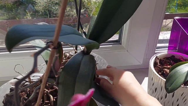 adzuki bean golden beauty phalaenopsis смотреть онлайн