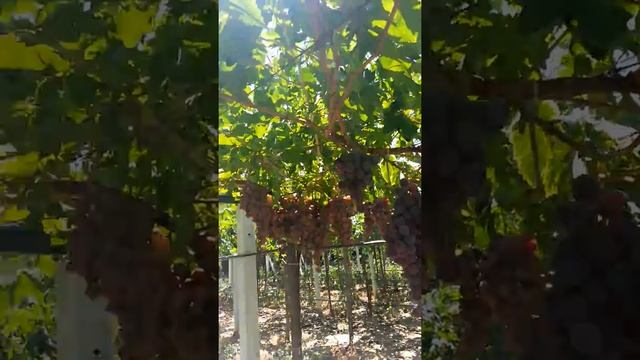 Red Globe Üzüm Yetiştirme смотреть онлайн