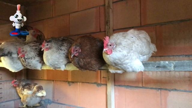 Путешествие на ферму к курочкам смотреть онлайн