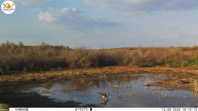 Приоткрывая заповедные двери... Ходулочник и компания смотреть онлайн