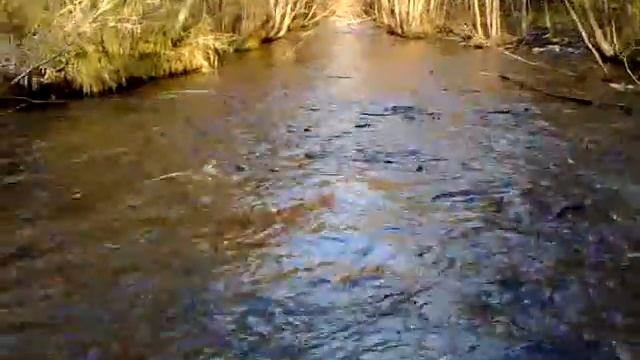 Лосось Сахалина.Кета. смотреть онлайн