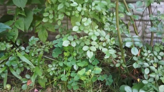 Ежиха строит гнездо смотреть онлайн