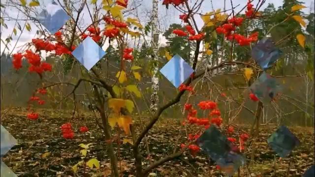 Мамина калина - муз исп Николай Жуков, стихи Валентины Буланцевой. смотреть онлайн