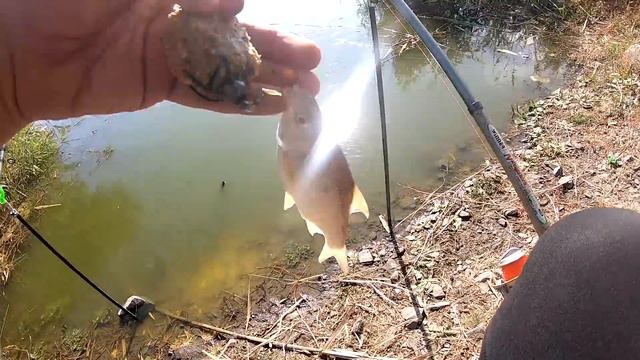 БРАКОНЪЕРЫ ОБНАГЛЕЛИ!РЫБАЛКА на РЕКЕ ловля на КОРМАЧКИ,ловля КАРАСЯ смотреть онлайн