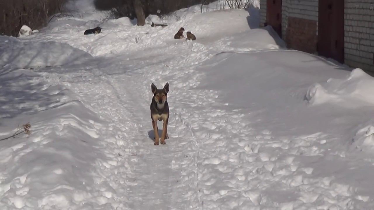 Ультразвуковой отпугиватель собак из Китая на AliExpress смотреть онлайн