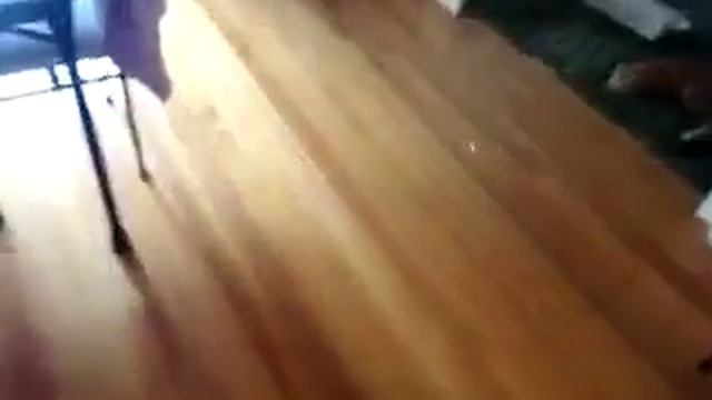 Как играть в боулинг котом. смотреть онлайн