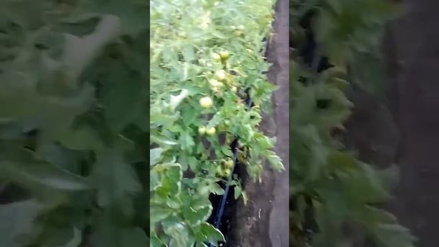 Бактериоз? томатов. смотреть онлайн