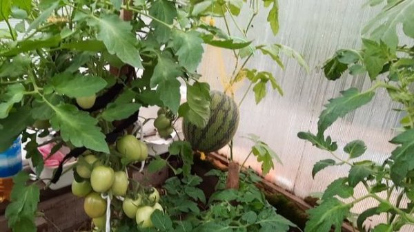 Венгерский томат Кечкемети. Порадует вас дружной отдачей урожая. Обзор томатов на 25.07.21.