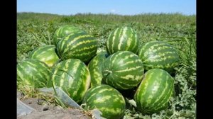Арбуз :выращивание в открытом грунте, посадка на рассаду, болезни и вредители.