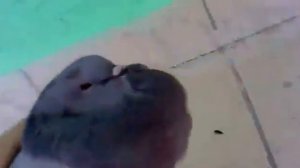 Чётенько сдох