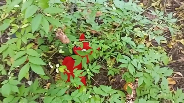 РАДУЖНЫЕ ДРУЗЬЯ заблудились в ЛЕСУ,  2 ЧАСТЬ Оранж, Перпл, Блю #rainbowfriends