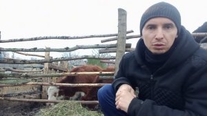 Что делать если телята не растут? Решение есть. Ответ на вопрос?