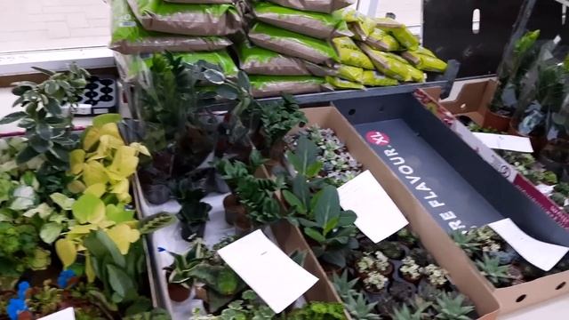 НОВЫЙ ЗАВОЗ ОРХИДЕЙ В РОСТКЕ