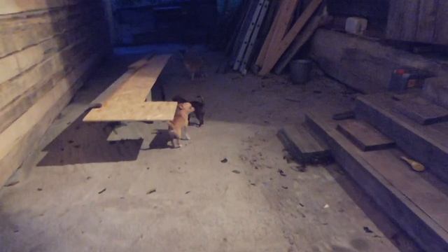 #VLOG ЧИХУА НЕ ХОТЯТ ГУЛЯТЬ ПОД ДОЖДЁМ#ПИТОМНИКМАРИМИСТИК#куплючихуапродающенка #buypuppysellchihua смотреть онлайн