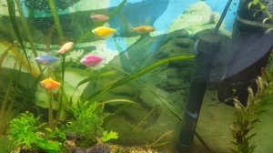 Кто живёт в нашем Аквариуме ??? Тернеция уничтожили гуппи и взялись друг за друга