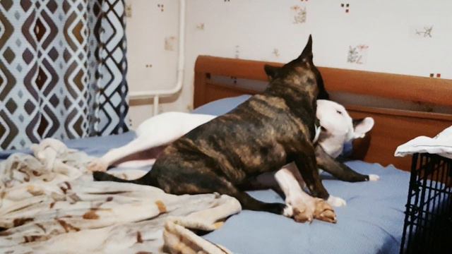 Братские бульские отношения смотреть онлайн