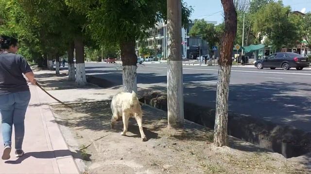 Ташкент. Удаление связок, необходимая мера. Прошу помощи. 70$. смотреть онлайн